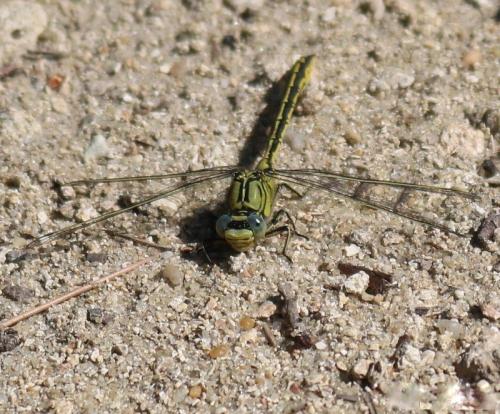 Gomphus pulchellus